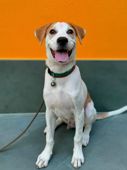 Hero's big smile says it all! He's thriving in our structured and loving environment.