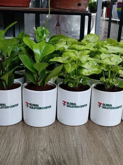 Another view of the large order for the Global Solution Center, highlighting the uniformity and quality of our branded corporate plant gifts.