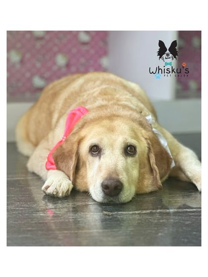 Furrybells Pet Grooming - Pet Grooming (Dogs & Cats) Puppy, Senior & Special Needs Care photo 5