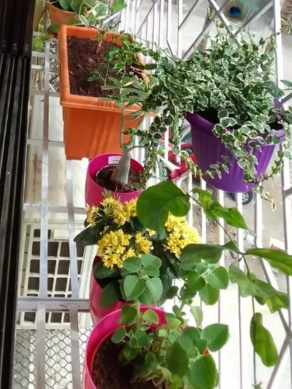 Colorful flowering plants in vibrant pots, perfect for adding a pop of color to a window sill or sheltered balcony.