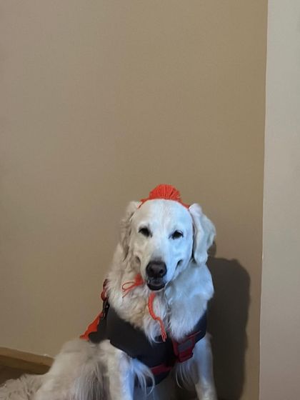 Deepthi - Dog Travel & Adventure Coaching Mountain & Trail Expeditions photo 21