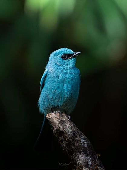 Wonders of the Western Ghats photo 6