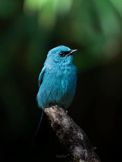 The Verditer Flycatcher adds a splash of brilliant azure to the forest. This shot captures its vivid color against the dark, moody backdrop of the Western Ghats.