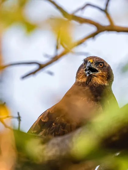 A Western Marsh Harrier, the undisputed king of the marshland, peers through the branches. I was lucky to get this clean portrait of the mighty hunter.