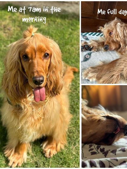 A meme showing Posto's energy levels: full of life at 7 AM, and then sleeping for the rest of the day.