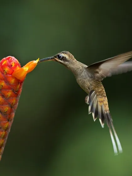 A Stripe-tailed Hummingbird, also known as a "colibrí," feeding from a tubular flower, showcasing its long beak adapted for reaching nectar.