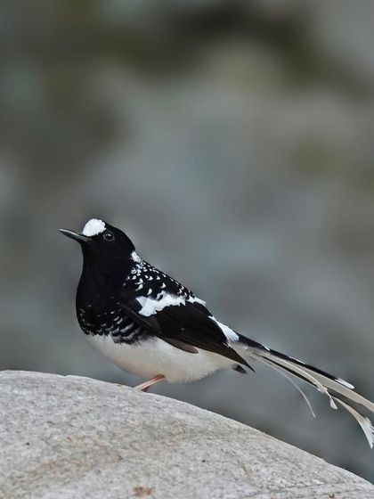 A Spotted Forktail is perched on a large, smooth rock, likely near a stream. The composition highlights its long, forked tail and elegant black and white plumage.