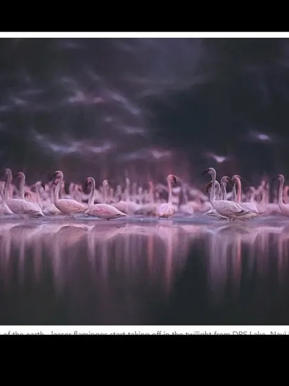 "The Celestials of Earth," a 10-foot print of lesser flamingos taking off at twilight. This image, also shown at Kala Ghoda, aims to convey the ethereal, almost spiritual experience of witnessing this moment.