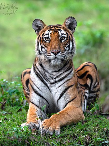 A beautiful tiger resting on the green grass during the monsoon season in Kabini. The soft light and relaxed posture make for a serene and powerful portrait.