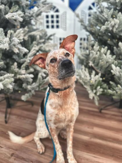 Tulsa Dog Trainer - Immersive Board & Train Programs Board & Train Graduates photo 6