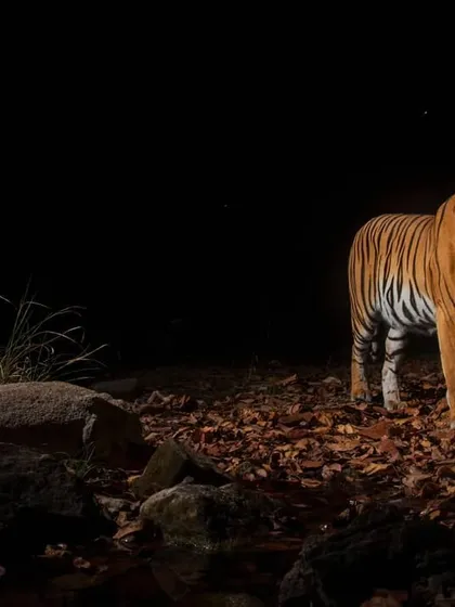 Under the cover of darkness, a tigress rubs against a tree to leave her scent. This is a vital form of communication in the tiger world, signaling her presence and readiness to mate to any males patrolling the area.