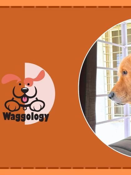 A snapshot of Goldie, a wonderful Golden Retriever, looking out the window. His family's journey with him is a testament to how consistent training can create a calm and loving companion.