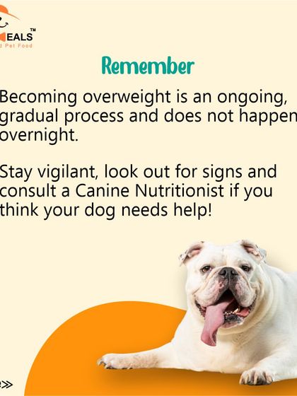 Are you feeding your dog too much? This guide helps you understand the facts about dog obesity, how to check if your dog is overweight, and the serious diseases linked to it.