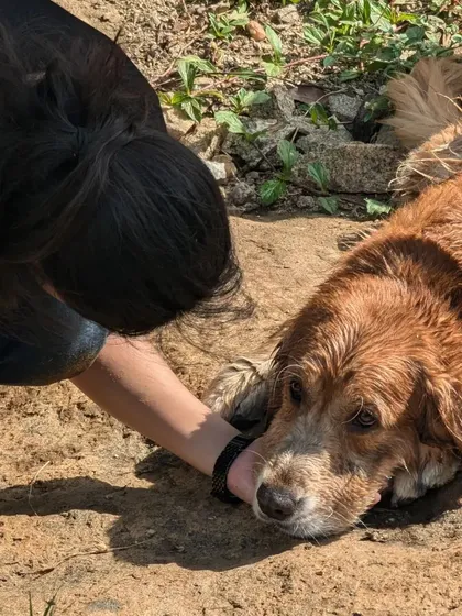 Trust is the foundation of every great story we tell. Here, our photographer shares a quiet moment with Whiskey, a senior dog, after a session. This gentle connection is at the core of our process, ensuring every pet feels safe, comfortable, and loved.