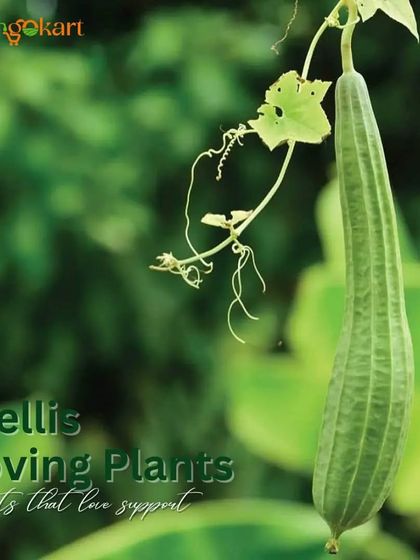 Grow Anything, Anywhere photo 3