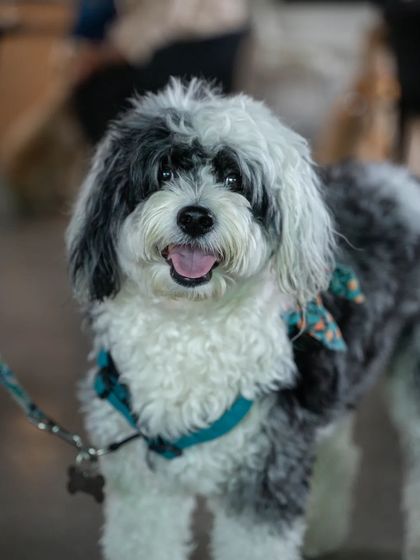 Charlie's Animal Rescue Centre - Community Outreach & Education Community Fundraising Events photo 42