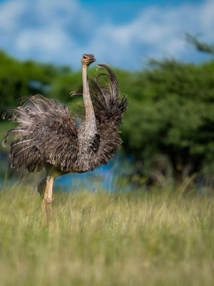 A Somali ostrich, or blue-necked ostrich, one of the "Samburu Special Five," displaying its feathers.