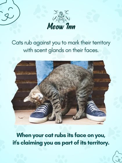 Meow Inn - Cat Hotel & Boarding Your Guide to Feline Wellness photo 16