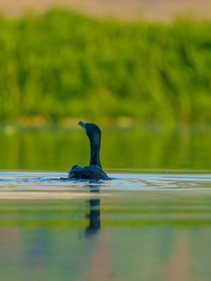 A Great Cormorant swimming, its reflection captured in the water below.