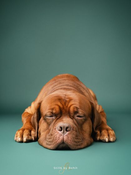 Rohit - Family & Pet Photography Classic Studio Portraits photo 6