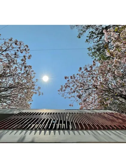 Looking up from the base of the 'House Under Tabebuia Trees', the building's form is framed by the beautiful blossoming trees that gave the project its name and inspiration.
