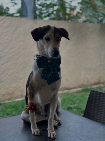 Therpup - Pet-Friendly Cafe & Restaurant Paw-ties & Celebrations photo 8