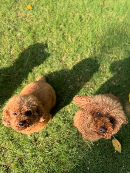 Two fluffy poodle friends, enjoying a moment together on the grass.