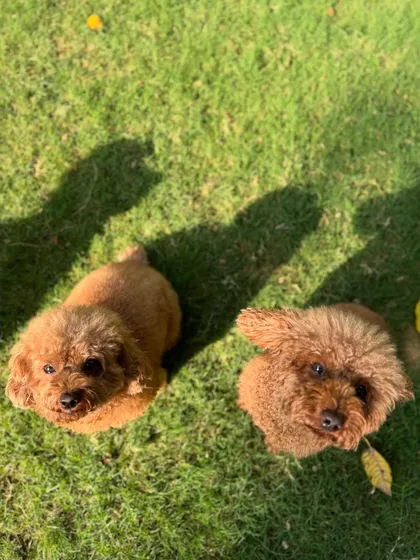 Two fluffy poodle friends, enjoying a moment together on the grass.