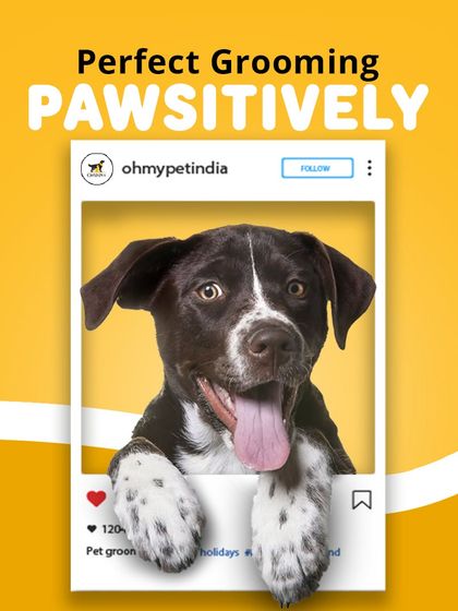 Oh My Pet - At-home Pet Grooming Grooming 101: Our Services & Benefits photo 11