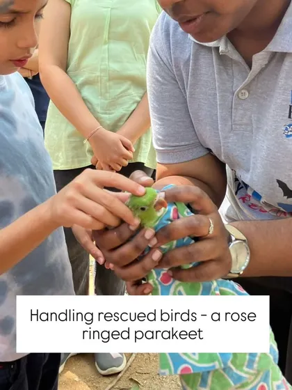A child learns the delicate skill of handling a rescued rose-ringed parakeet. These gentle interactions at the People for Animals wildlife hospital teach profound lessons in empathy, respect, and the responsibility of animal care.