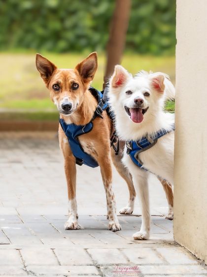 Coco and Snowy, two adorable siblings, peeking out from behind a corner during their outdoor shoot. Their curious personalities shine in this playful shot.