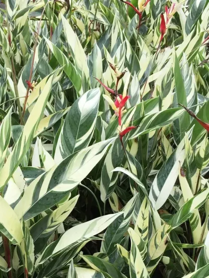 A variegated Heliconia with striking white and green striped leaves and small red flowers. This plant offers both beautiful foliage and blooms.