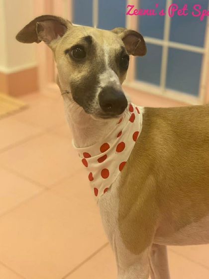 Zeenu's Pet Spa - Dog Grooming & Spa We Love All Breeds photo 11