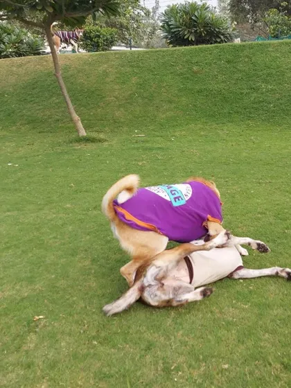 A playful tumble between two friends. This is how dogs have fun and learn social cues.