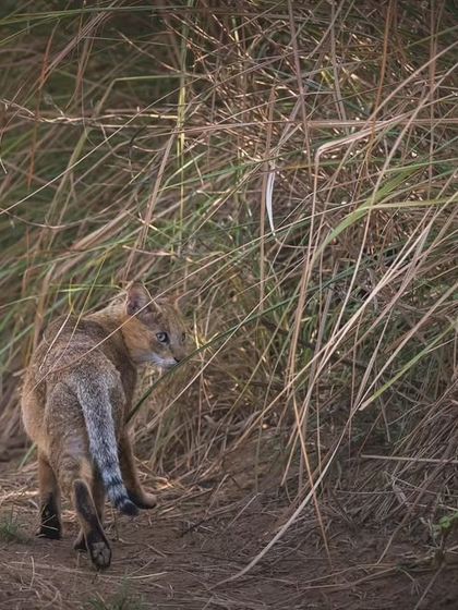 A chance encounter with a jungle cat as it disappears into the tall grass, a common but always thrilling sight in the grasslands of Delhi NCR.