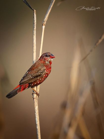 A Symphony of Colours photo 15