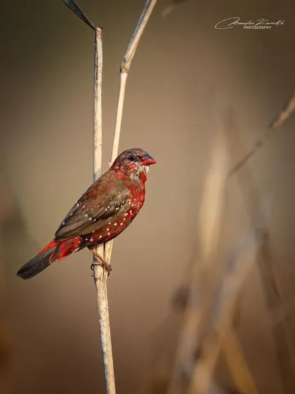 The Red Munia, or Strawberry Finch, is a tiny bird with spectacular colour. The bright red and white spots make it look like a little jewel against the dry grass.