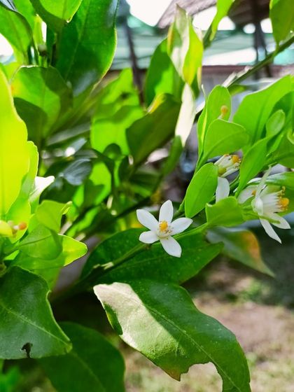 Multiplex Urban Green - Organic Gardening Supplies Grow Your Own Vegetables & Herbs photo 14