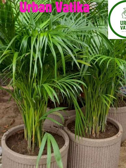 Areca Palms potted in stylish, ribbed planters, a popular choice for homes and offices.