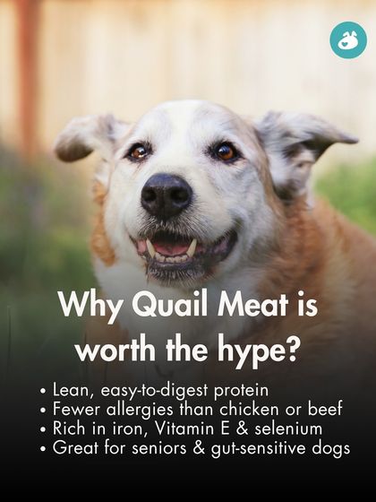 The Pack - Pet Parent Education & Workshops The Healthy Bowl: Canine Nutrition & Recipes photo 11