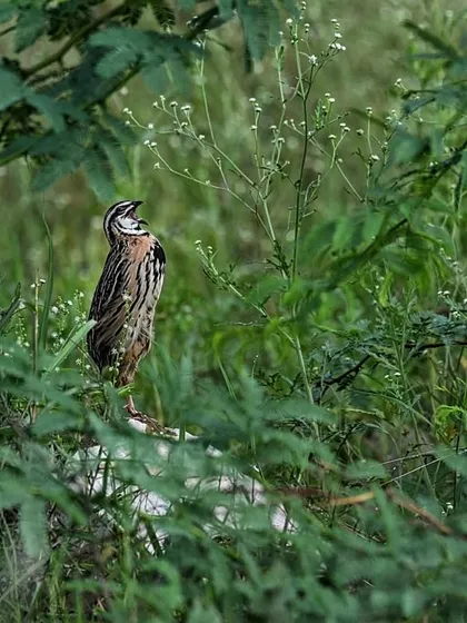 A Rain Quail, a master of camouflage, hides amongst the lush green foliage of Bharatpur during the monsoon. Our guides are experts at spotting these secretive ground birds.