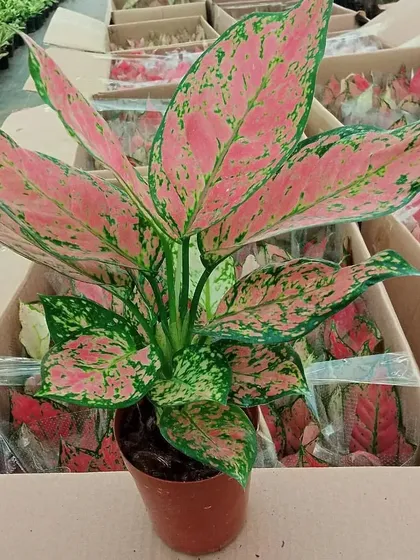 Another variety of pink Aglaonema, showcasing the beautiful patterns on its leaves.