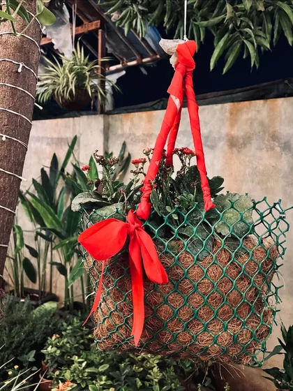 A beautiful hanging basket made of coir, decorated with a festive red ribbon. These are great for adding vertical interest to your garden or balcony.
