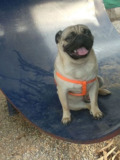 Petboro - Dog Boarding & Daycare Agility Playground photo 3