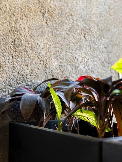 Commercial Greenery Solutions photo 17