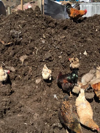 Our chickens are our best employees. Here they are hard at work on a compost pile, scratching, turning, and aerating the material which helps speed up the decomposition process. This is what we mean by composting with chickens.