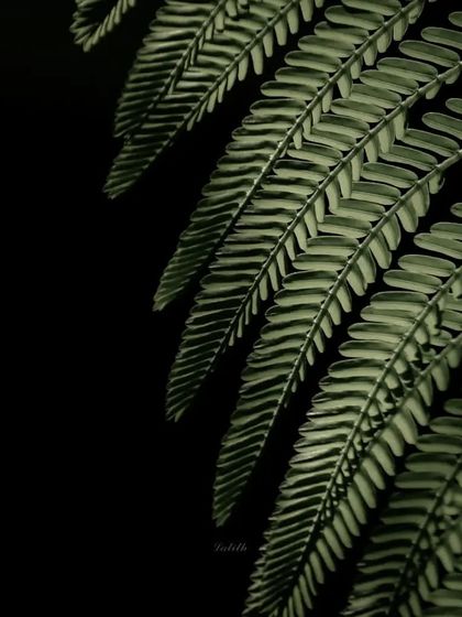 Lalith - Wildlife & Nature Photography Nature's Textures & Wallpapers photo 17