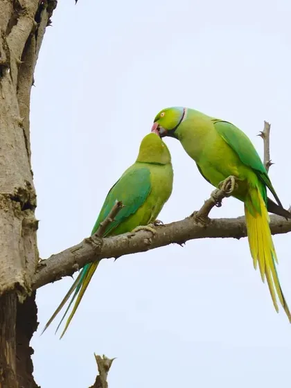 A tender moment between a pair of Rose-Ringed Parakeets. This print captures a quiet interaction, showcasing the social bonds and vibrant green of these common yet beautiful birds.