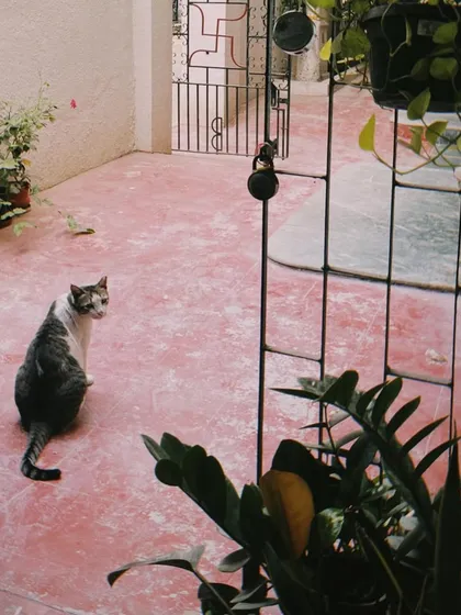This is Silky, the soul of our studio. He greeted me at the gate the first day I saw this space, and it has been his home ever since. He brings so much life and calm to our little corner of the world.