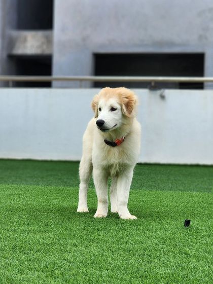A young Himalayan Shepherd puppy, looking curious and cute.